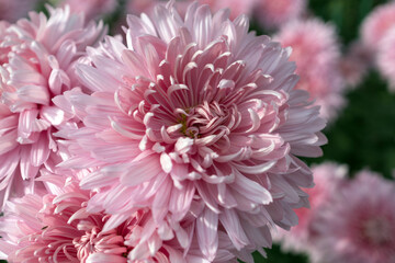 Autumn. Blooming chrysanthemum..