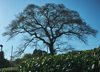 静岡県･牛代の水目桜