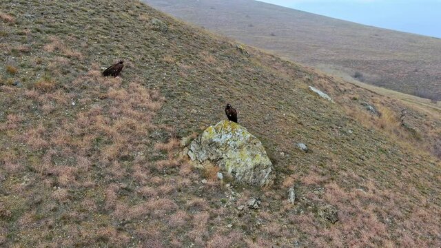 A pair of huge birds of prey sitting on a hillside