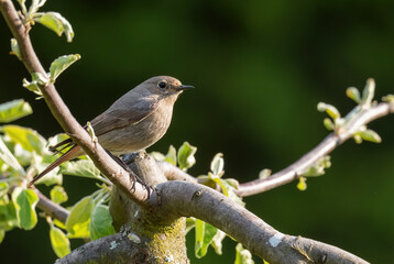 Common Redstart - Phoenicurus phoenicurus, beautiful passerine bird from Europeans gardens and woodlands, Zlin, Czech Republic.