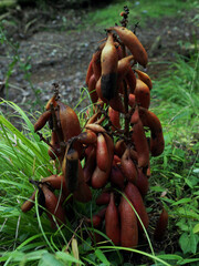 Obraz premium 腐生植物･ツチアケビ