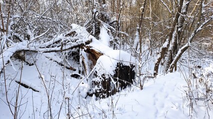 Fallen tree in winter park