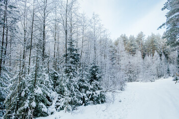 Winter forest landscape.