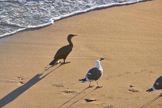 Carpinteria Seal Sanctuary At Sunset