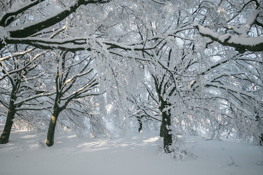 Beech forest of Monte Cucco regional park with snow in winter season, Italy