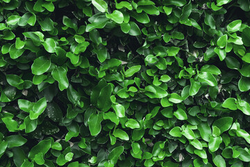 Fototapeta na wymiar The wall is overgrown with green leaves. Photograph of a bright green plant pattern. Natural natural texture and background.