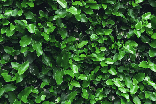 The wall is overgrown with green leaves. Photograph of a bright green plant pattern. Natural natural texture and background.