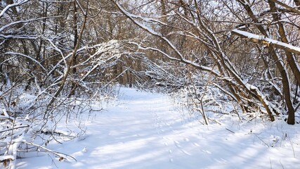 Path in the winter park