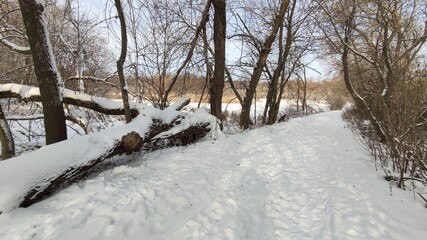 Fallen tree in winter park