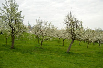 Fototapeta na wymiar Blooming trees in Petrin, Prague, Czech Republic