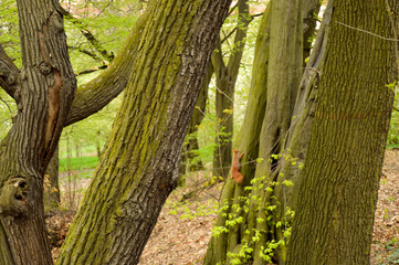trees in the park, squirrel on a tree