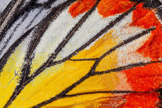 Fototapeta Macro closeup of butterfly wing texture background pattern.