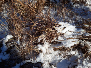 fall straw and snow detail image_0