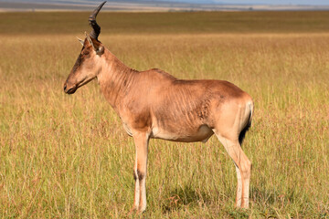 Hartebeest in Maasai Mara, Kenya