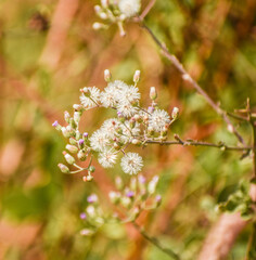lilac tasselflower or cupid's shaving brush (Emilia sonchifolia) flower	