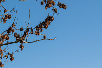 Kahle Äste und Zweige vor blauem Himmel im Dezember.