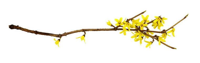 Spring twig of forsythia shrub with yellow flowers