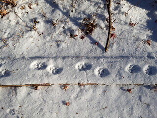snow on cat foot print texture_02