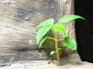 plant in the water