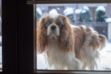 Cinematic defocus shot through dirty blurred glass. Dog is patiently waiting for ice glass door to...