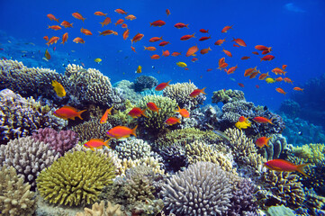 Naklejka na ściany i meble Colorful Coral Reef At The Bottom Of Tropical Sea