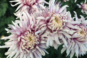 Autumn. Blooming chrysanthemum..