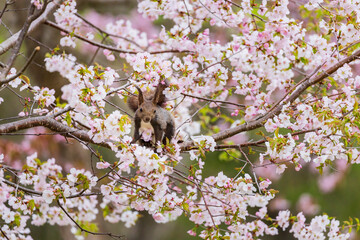 桜とリス