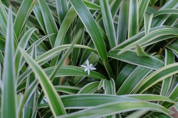 Obraz premium Small white flowers among the green leaves that decorate the garden