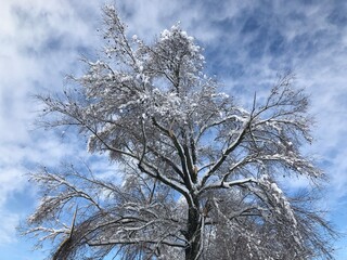Tree beautifully covered in a thick and heavy mantle of snow. Trees bending and bursting under the snow weight.