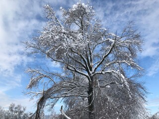Tree beautifully covered in a thick and heavy mantle of snow. Trees bending and bursting under the...