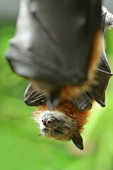 Black flying fox fruit bat
