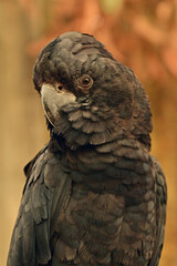 Red tailed black cockatoo portrait