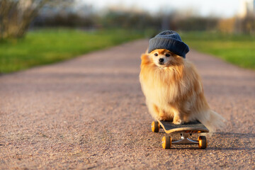 dog and sports. Cool  Pomeranian in hat riding in skateboard on the roa, looking at the camera....