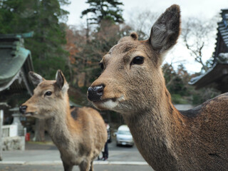 宮城県･金華山･シカ