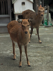 宮城県･金華山･シカ