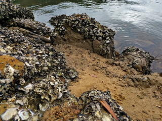 Small crabs crawling out of their ground hole, Sydney, New South Wales, Australia