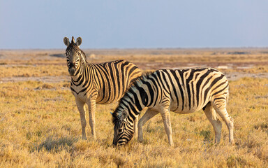 Two Plains zebra's (Equus quagga) on dry savanna in late afternoon light

