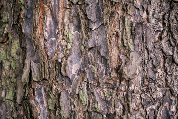 Wood fiber from the banyan tree which has a unique texture
