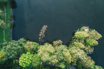 Fallen tree in the city park with a lake, green trees view from a drone in Sosnowiec, Silesia, Poland aerial drone photo