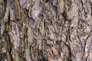 Wood fiber from the banyan tree which has a unique texture