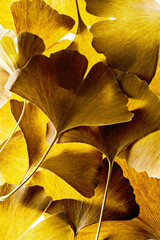the background from fresh Ginkgo biloba leaves
