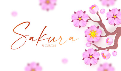 Sakura blossom. Cute pink cherry flowers. Japanese traditional design. O-Hanami-blossom festival. Spring is coming