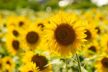 満開の向日葵畑