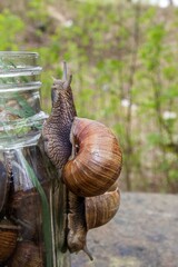 Two snails are crawling on glass jar