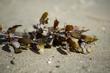A dead sea plant stranded on white sand