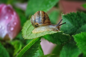 Cute snail on  a flowers