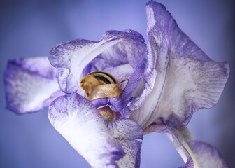 Cute small snail in the iris flower