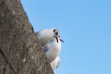 堤防にとまるユリカモメ