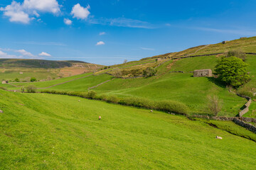 Fototapeta na wymiar Swaledale landscape with stone barns on the fields near Keld, North Yorkshire, England, UK