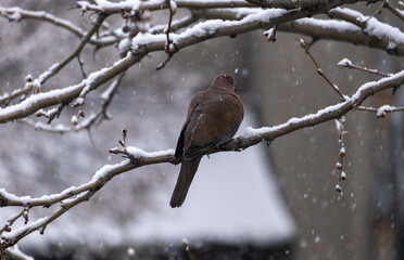 dove perched on a branch, when it snows, winter